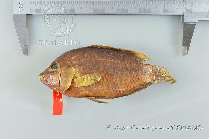 SGQ2277%20Herichthys%20pame.jpg.rSfE8oj0MRlLuQdjQA3g0JtbmFja29CbnFuZ3NAbXJ6LGtwZwA.relUxl0aU 