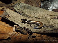 JLAL0062 Plestiodon brevirostris.jpg