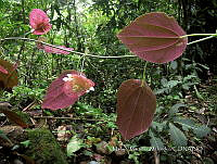 JF092 0620 Passiflora hahnii.jpg