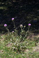 JJSE0120 Cirsium neomexicanum.JPG
