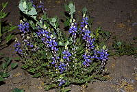 JJSE0279 Lupinus sparsiflorus.JPG