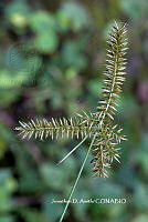 ME010 JA 01033 Cyperus hermaphroditus 01794.JPG