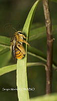 SM0303 Andreninae.jpg