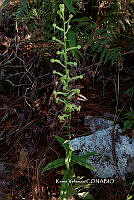 ME010 KV 02506 Habenaria Willd., 1805.JPG