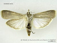 AGHR0085 Cactoblastis cactorum.jpg