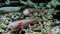  LCF0402 Ambystoma mexicanum.jpg