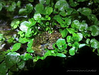 OHO003 Plectrohyla matudai.jpg