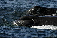 CNS0827 Physeter macrocephalus.jpg