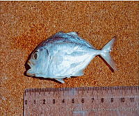JMHS0007 Caranx crysos.jpg
