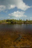 OAO0386 Crocodylus acutus.jpg