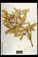 101764 Quercus hypoleucoides.jpg