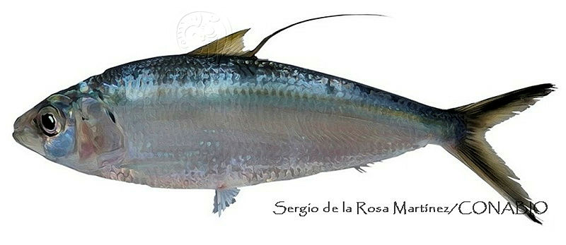 SRM0151%20Opisthonema%20medirastre.jpg.qyeww6b6MZ ZJelhQA3g0JtbmFja29CbnFuZ3NAbXJ6LGtwZwA.qDdoMt81cK