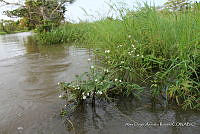 LH002 hum 0080 Sagittaria lancifolia.JPG