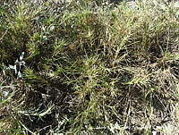 MEGA 0068 Distichlis spicata.JPG