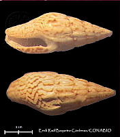 KT014 0472 Costoanachis avara.JPG