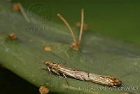 OIEA0010 Cactoblastis cactorum.jpg