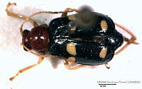 SLP050 Gynandrobrotica lepida.jpg