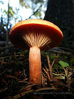 MCS06 Lactarius sp..jpg