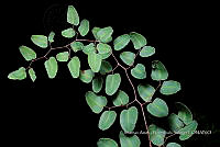 Huitz 1832 Hemionitis ovata.jpg