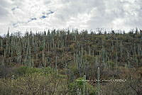 IMDOC 4955 Cephalocereus.jpg