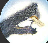 SL3684 Salvia mexicana.jpg