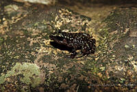 JLAL0036 Eleutherodactylus leprus.jpg