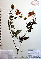 RBB0124 Dahlia coccinea.tif