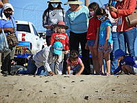 NBA 245 Lepidochelys olivacea.jpg