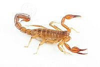 MASM07715 Thorellius sp..jpg