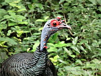 MCS141 Meleagris ocellata.JPG