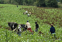 ARS00490 Zea mays.jpg