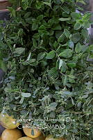 IMDOC4082 Portulaca oleracea.jpg