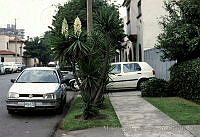 MAR0197 Yucca sp..jpg