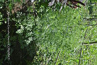 SG019 0364 Coriandrum sativum.jpg