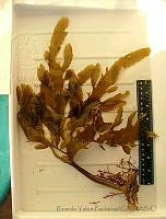 RYP0755 Eisenia desmarestioides.jpg