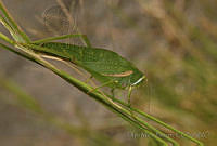 FMB0010 Philophyllia guttulata.jpg