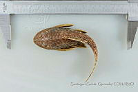 SGQ2463 Pterygoplichthys disjunctivus.jpg