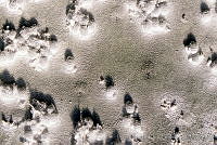 ARS00195 Dactylopius coccus.jpg