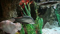 LCF0407 Osteichthyes.jpg