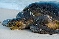 GECI004 Chelonia mydas.jpg