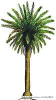 RAA0101 Phoenix canariensis.jpg