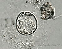 BDP0156 Sinophysis canaliculata.jpg