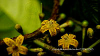 JF092 0925 Brachistus stramoniifolius.jpg