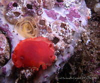 AEG0020 Dendrodoris fumata.jpg