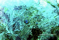 NE018 0717 Colpophyllia natans.jpg
