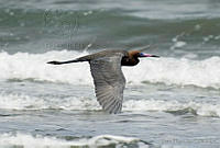 VHL0331 Egretta rufescens.jpg