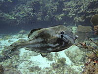 CADS007 Aluterus schoepfii.JPG