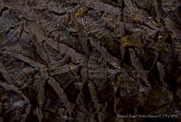 MASM03255 Pinus durangensis.jpg
