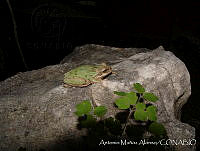 AMA0123 Smilisca baudinii.jpg