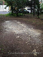 PRB0203 Aves.jpg